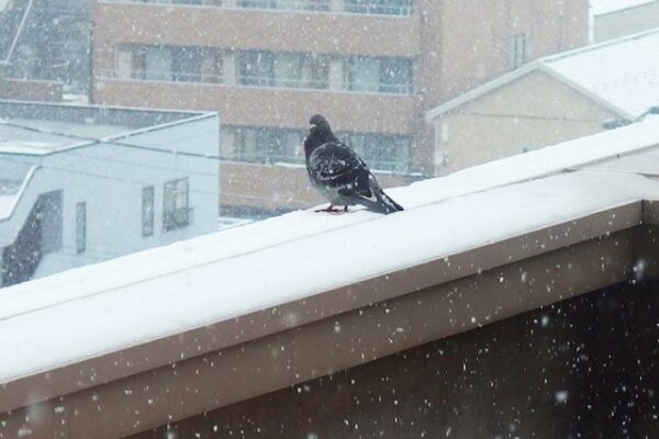 冬の鳩