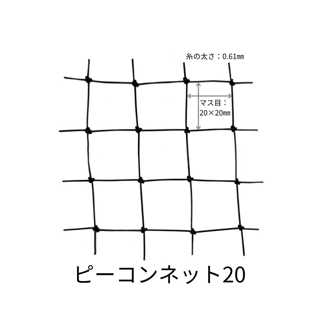 ピーコンネット20